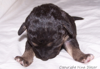 Alanus 06042006-1.jpg